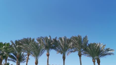Palm-trees-low-angle-footage-on-a-bright-sunny-day.-Palm-trees-against-the-clear-blue-sky.-Concept-of-tropical-areas.-Coconut-trees-swaying-in-the-wind.-Perfect-for-a-background-picture