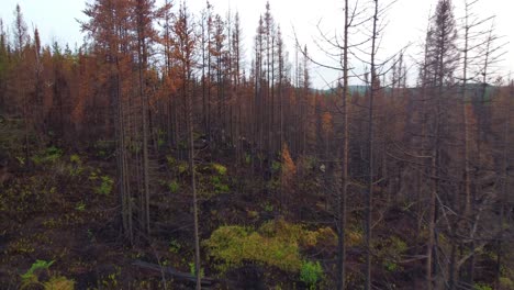 View-of-Trees-in-a-bare-and-dry-forest-due-to-a-large-forest-fire-in-Québec-Province,-Canada