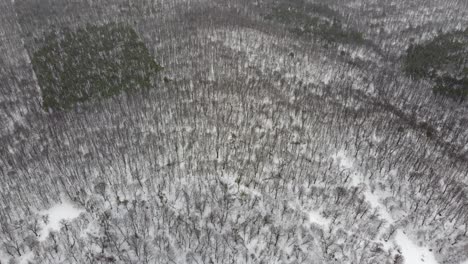Luftaufnahme-Des-Waldes-In-Der-Kalten-Jahreszeit