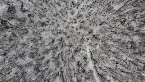 Aerial-forest-view-in-cold-season
