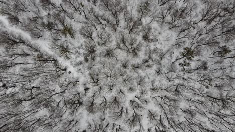 Aerial-forest-view-in-cold-season