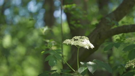 A-beautiful-lone-elderflower-in-the-background-of-a-forest