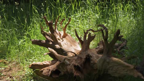 Decayed-broken-tree-stump-foreground.-Green-foliage-background