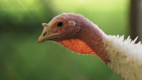 Close-up-view-of-a-Turkey-head-and-neck