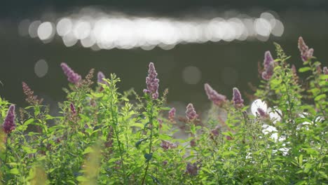 A-meditative-background-of-The-Butterfly-Bush-flower-with-river-bokeh-flares