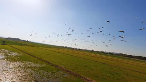 FPV-aerial-flying-around-a-flock-of-white-storks-soaring-through-a-clear-blue-sky
