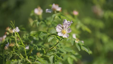 Rosa-Canina-flower-commonly-known-as-the-Dog-Rose