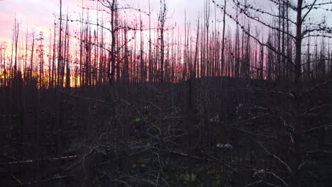 Vista-Por-Drones-De-árboles-En-Un-Bosque-Desnudo-Y-Seco-Debido-A-Un-Gran-Incendio-Forestal-En-La-Provincia-De-Québec,-Canadá