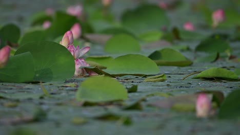 Lotus-flower-Pond-in-wind