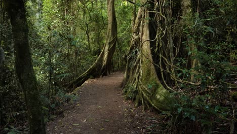 Handheld-Footage-of-rainforest-trees-along-the-Dave's-Creek-Circuit-walk-in-Lamington-National-Park,-Gold-Coast-Hinterland,-Australia