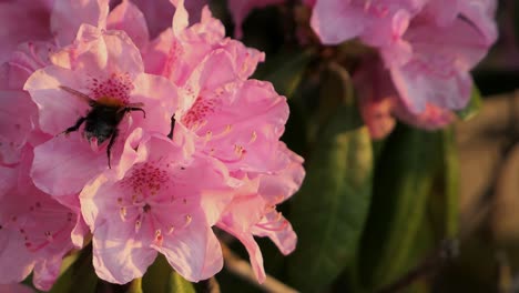 Abejorro-Volando-Hacia-Flores-Rosadas-Y-Polinizando,-Las-Flores-De-Azalea-Florecen-En-Primavera