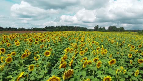 Luftbild:-Sonnenblumenfeld-In-Der-östlichen-Region-Polens-Nahe-Der-Ukrainischen-Grenze