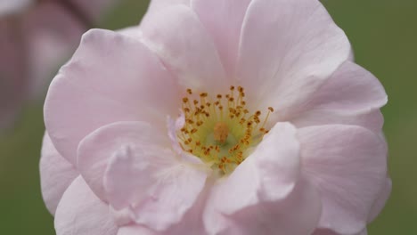 Close-Up-of-Pink-Flower-with-Yellow-Center