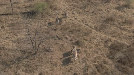 Drone-aerial-of-Zebra-herd-with-a-baby-zebra-in-the-wild-cold-morning