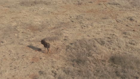 Drone-aerial-of-Wildebeest-rolling-in-the-dirt-and-standing-up-in-the-wild-winters-morning