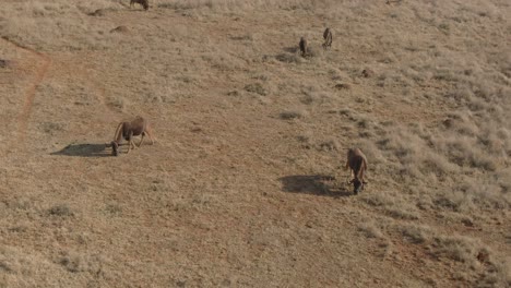 Drone-aerial-of-Wildebeest-herd-grazing-in-the-wild-cold-winters-morning