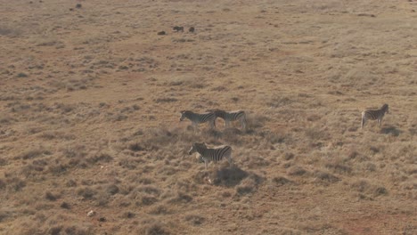 Drone-aerial-paralax-on-Zebra-herd-in-the-wild-on-cold-winters-morning