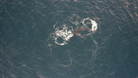 Humpback-Whale-Spinning-And-Blowing-Water-With-Its-Calf-In-The-Ocean