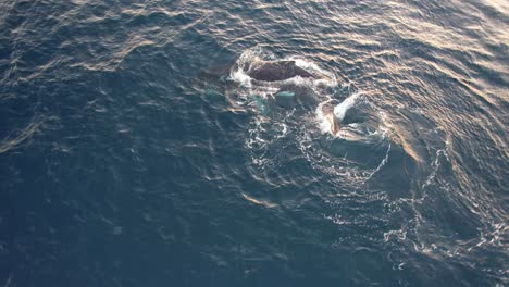 View-From-Above-Of-Spinning-And-Spouting-Humpback-Whale-In-The-Ocean-In-New-South-Wales,-Australia