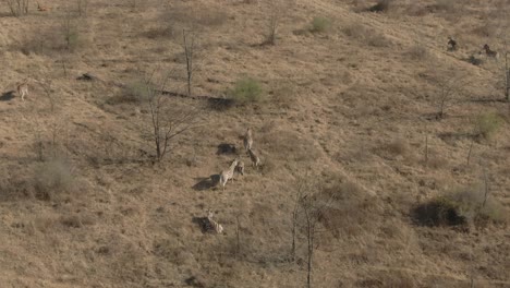 Drone-aerial-of-Zebra's-in-the-wild-on-a-cold-winters-morning