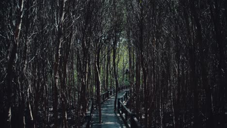 Mangrove-trees-growing-through-a-boardwalk
