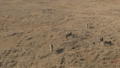 Drone-aerial-of-Zebra-family-in-the-wild-grazing-on-a-cold-winters-morning