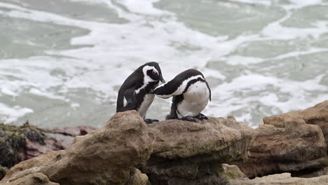 African-penguin-,-or-Cape-penguin,-preening-feathers-on-eachother-while-standing-on-rocks,-breaking-waves-in-background