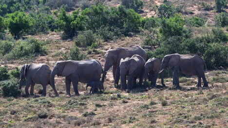 La-Matriarca-Del-Elefante-Africano,-Con-Una-Pequeña-Cría,-Anima-A-Otra-A-Empezar-A-Caminar