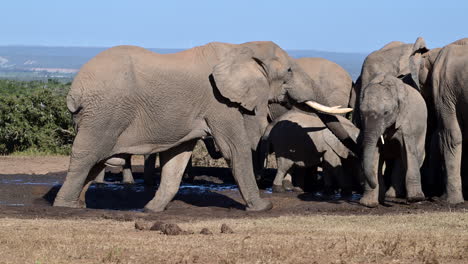 Afrikanischer-Elefantenbulle-Zeigt-Dominanz-Gegenüber-Der-Herde-An-Einem-Wasserloch