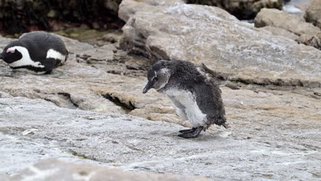 Pingüino-Africano,-O-Pingüino-Del-Cabo,-Muda-De-Polluelos