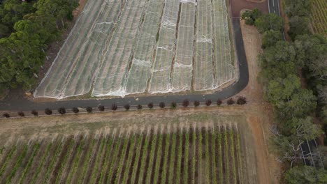 Aerial-top-down-shot-of-vineyard-field-covered-with-large-net,-protection-against-picking-bird-animals