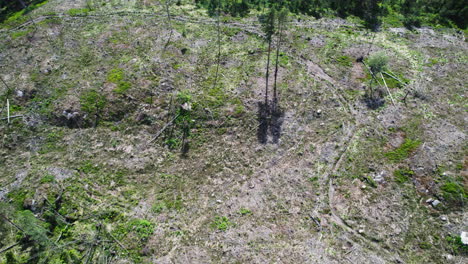 Herausziehende-Aufnahme-Einer-Luftaufnahme-Eines-Von-Kiefern-Umgebenen-Stücks-Land,-Das-Durch-Abholzung-Entstanden-Ist