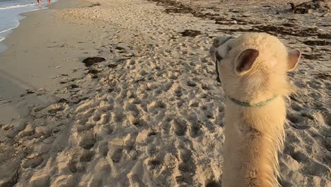 Young-camel-dromedary-walks-along-sandy-beach