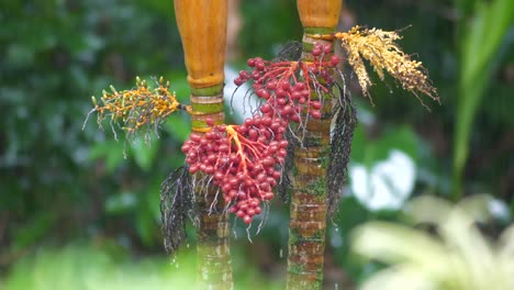 Samenköpfe-Seltener-Palmen-Im-Tropischen-Regen