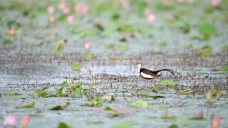 Bird-Pheasant-tailed-Jacana-Cleaning-her-feathers-in-water-lily-Pond