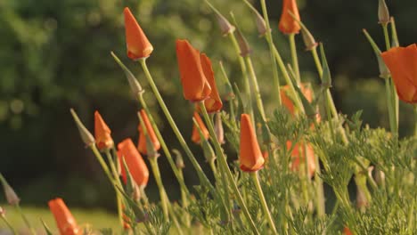 Buds-Of-Orange-California-Poppy-Flowers-In-The-Field-On-A-Sunny-Day