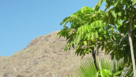 árbol-Verde-En-Primer-Plano-Contra-El-Telón-De-Fondo-De-La-Escarpada-Montaña-De-Tenerife