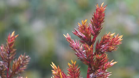 Hawaii-plant-in-the-rain-Bromeliad-Aechmia-Blanchetiana