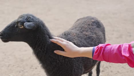 Female-caucasian-hand-is-petting-a-black-sheep-in-petting-zoo