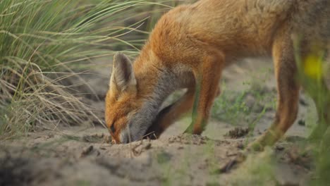 Young-Red-fox-Vulpes-vulpes-digs-for-food-in-sand-dunes,-low-angle-close-up