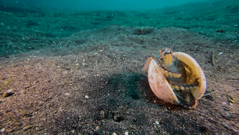 Coconut-octopus-resting-inside-a-half-opened-clam-on-sandy-seabed-with-blue-water-in-background