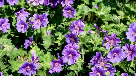 Abeja-Recolectando-Néctar-De-Plantas-De-Geranio-Silvestre-Púrpura