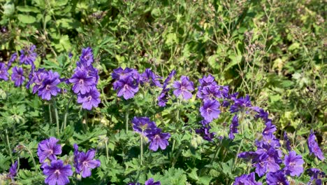 Biene-Sammelt-Nektar-Von-Violetten-Pflanzen-Im-Garten