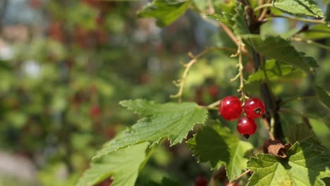 Collecting-red-berries-in-garden,-hand-picking-close-up-of-red-currants