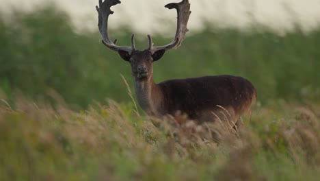 European-fallow-deer-buck-with-big-set-of-antlers-grazing-in-meadow
