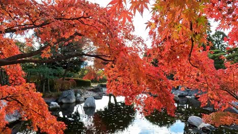 Wunderschöne-Rote,-Lebendige-Ahornblätter-Im-Japanischen-Herbst