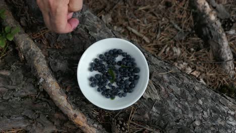 Bowl-of-blueberries-in-forest,-hand-putting-wild-berries-into-bowl,-top-view