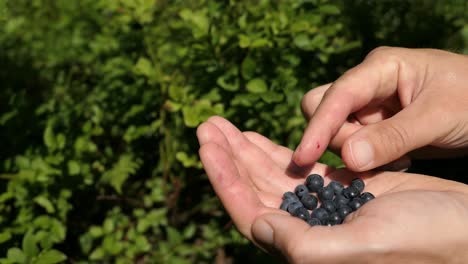 Hand-picking-fresh-blueberries-in-forest,-handful-of-bilberries,-close-up
