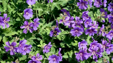 Abeja-Viendo-El-Néctar-De-Las-Plantas-De-Geranio-Silvestre-Púrpura
