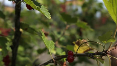 Fresh-redcurrants-in-the-garden,-hand-picking-red-berry,-local-organic-food